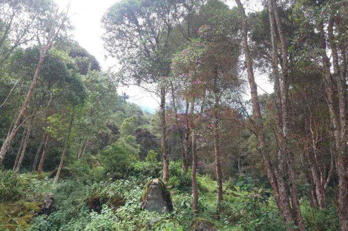 Termales de La Cabaña 1D desde Murillo